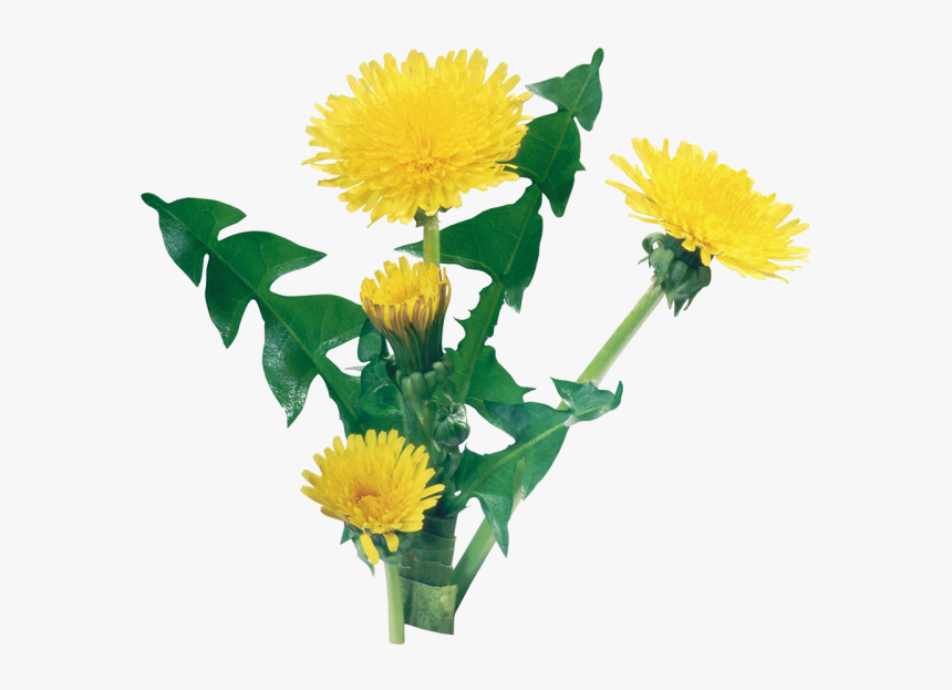 Dandelion Png Free Download - Dandelion Transparent Background, Png Download, Free Download