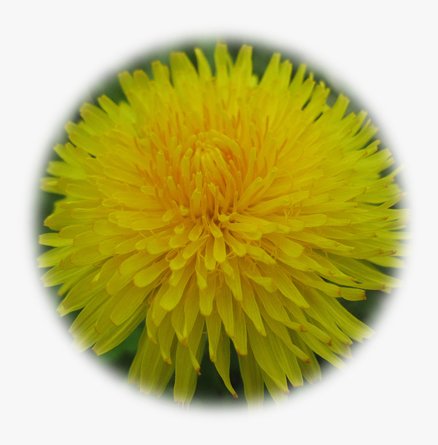 Dandelion, HD Png Download, Free Download