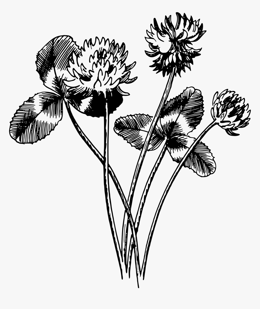 Transparent Clover Clipart - Black And White Leaf Clover, HD Png Download, Free Download