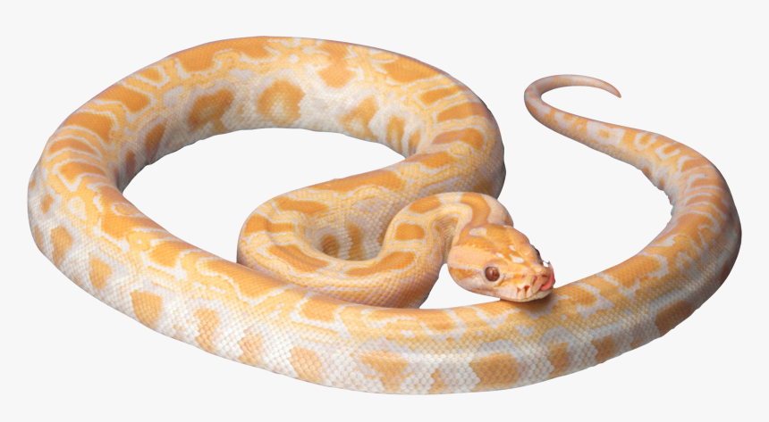 Snakes Reptile New Guinea King Cobra - White And Orange Snake, HD Png Download, Free Download