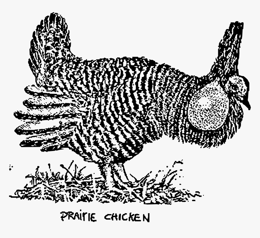 Prairie Chicken Clip Arts - Prairie Chicken Clip Art, HD Png Download, Free Download