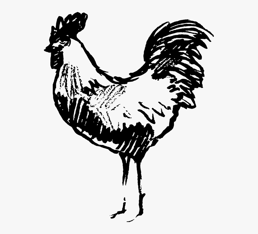 Sketched Chicken, HD Png Download, Free Download