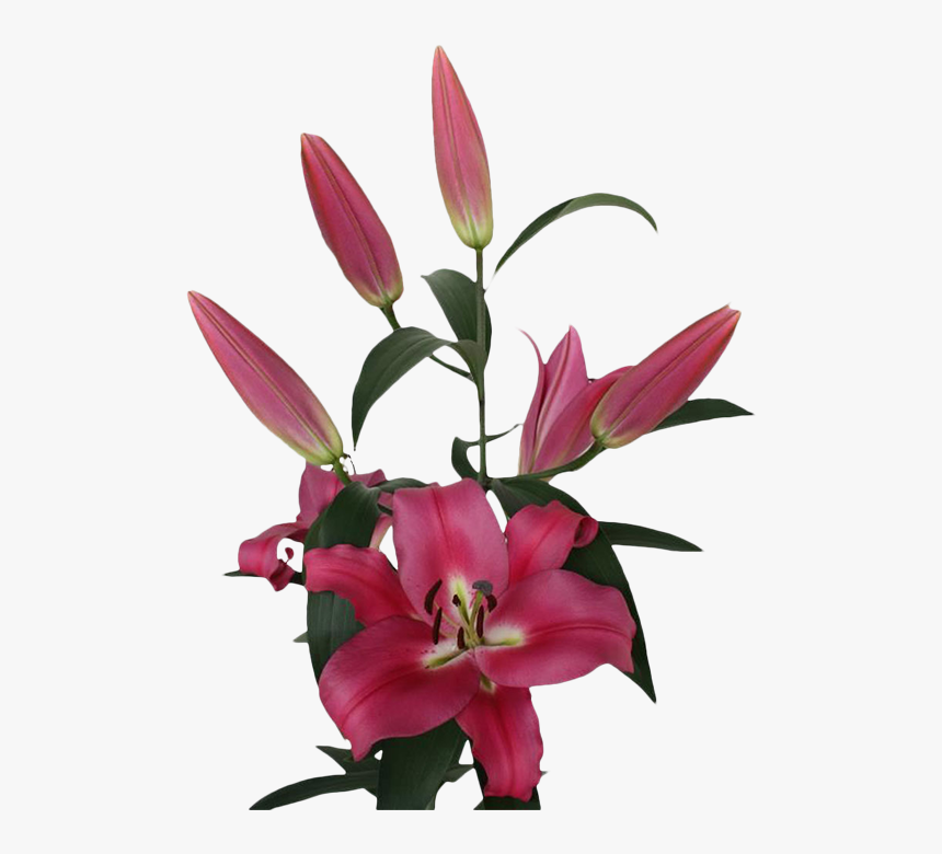 Bouquet, HD Png Download, Free Download