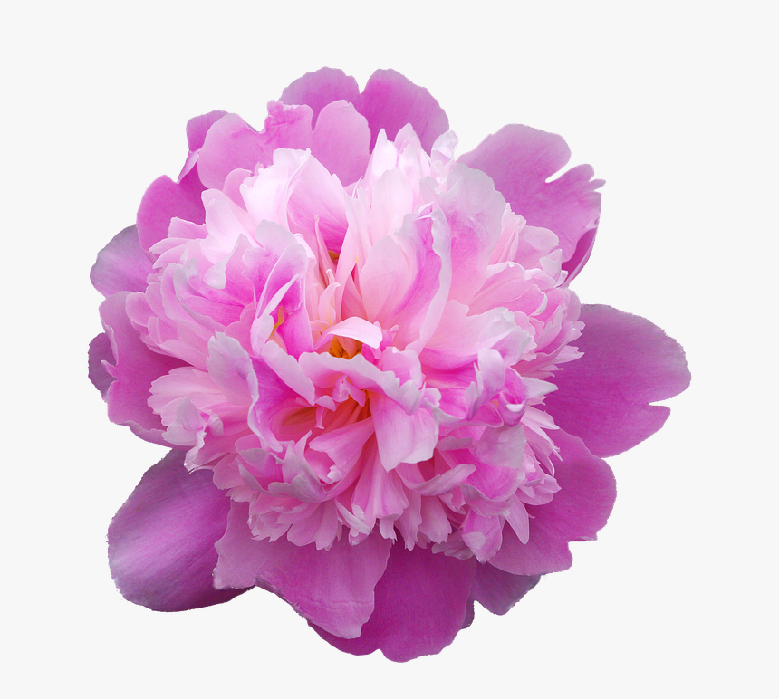 Peony, Transmission, Flowers, Pink Flower - Peonia Png, Transparent Png, Free Download