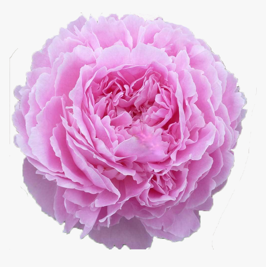 Pink Peony Png, Transparent Png, Free Download