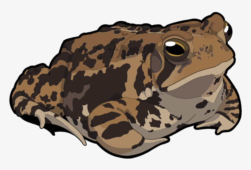 Eastern Spadefoot, HD Png Download, Free Download