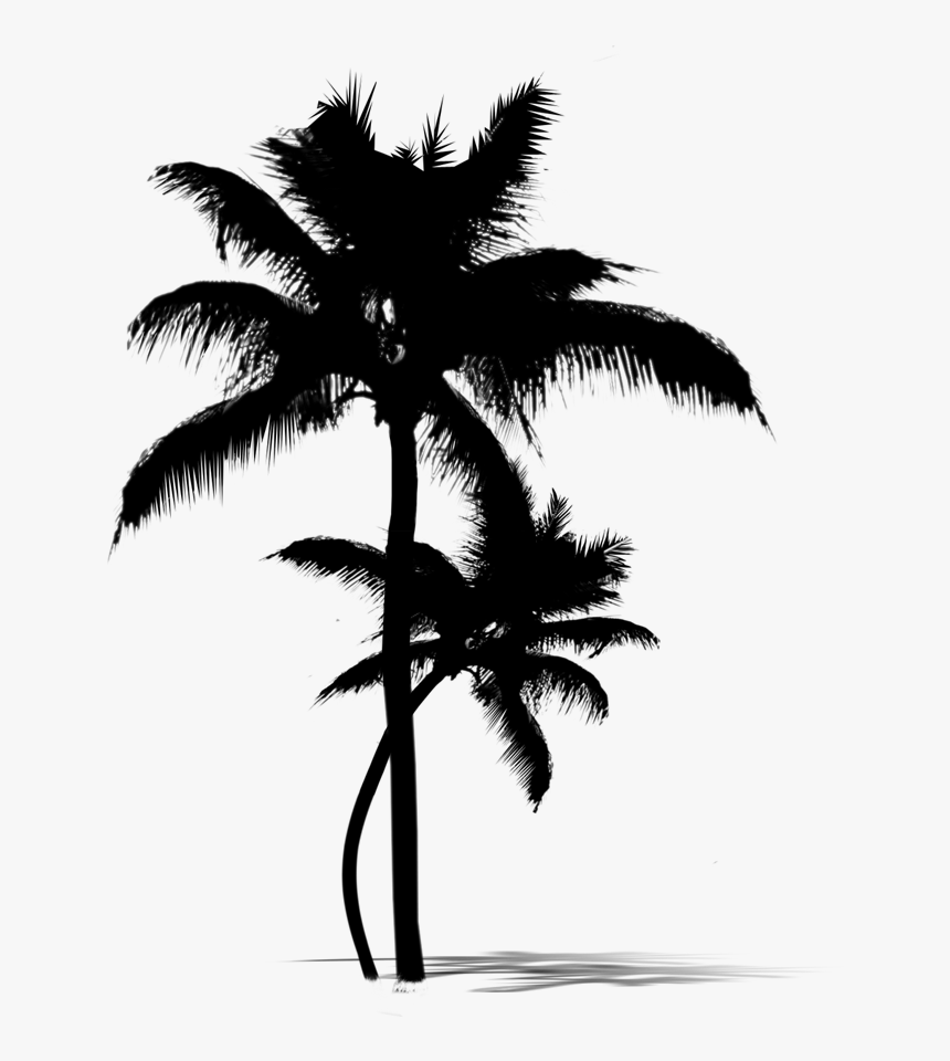 Asian Palmyra Palm Date Palm Leaf Palm Trees Silhouette - Attalea Speciosa, HD Png Download, Free Download