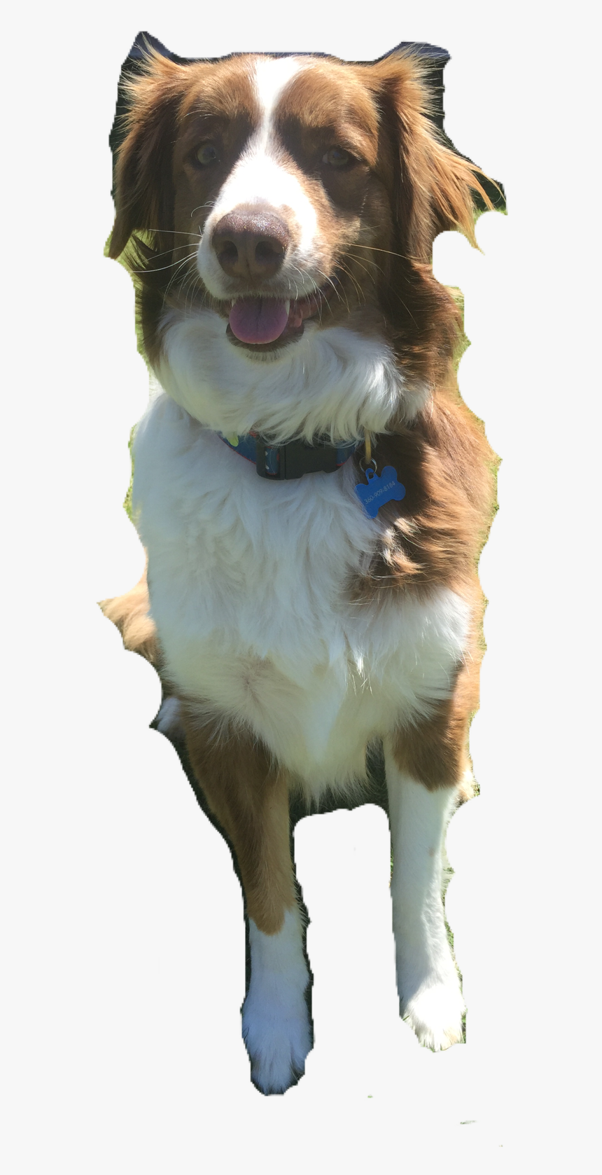 Circuit, Corgi, Corgis - Dog Catches Something, HD Png Download, Free Download