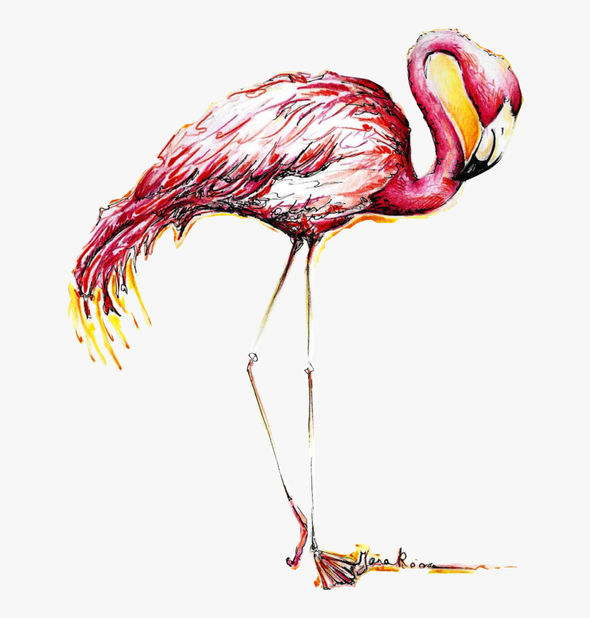 Greater Flamingo, HD Png Download, Free Download