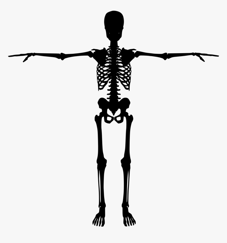 Human Skeleton Bone Silhouette - Human Skeleton Silhouette, HD Png Download, Free Download