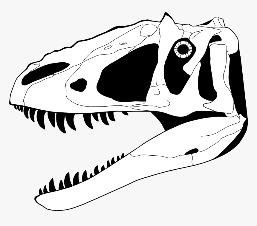 Dinosaur Skeleton Head Drawing - Dinosaur Skull Coloring Page, HD Png Download, Free Download