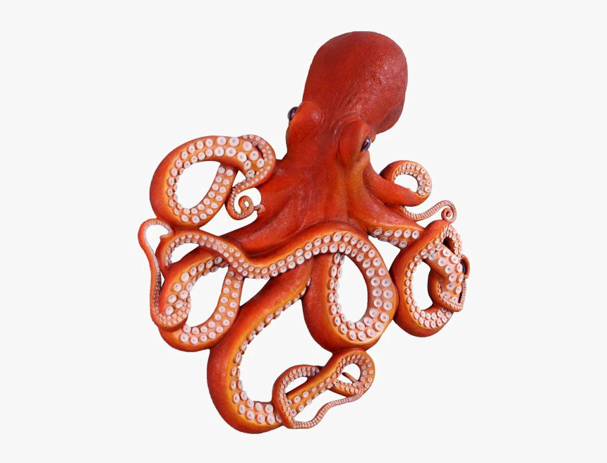 Octopus,giant Pacific - Front Of An Octopus, HD Png Download, Free Download