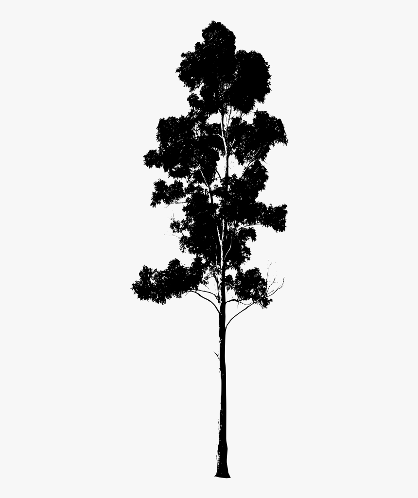 Eucalyptus Tree Silhouette, HD Png Download, Free Download