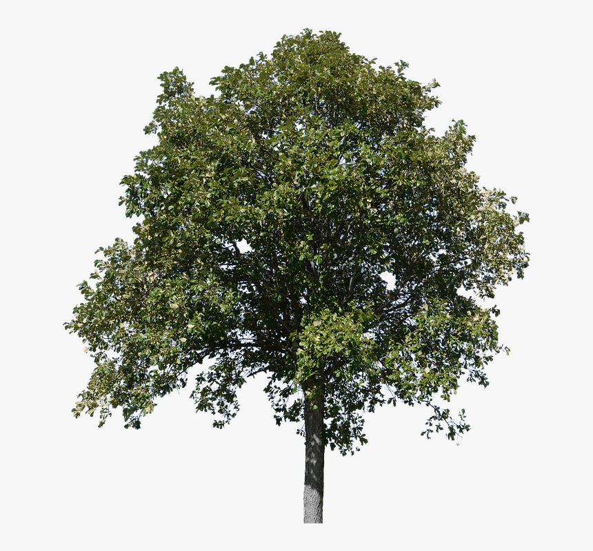 Tree, Tree With Leaves, Forest, Nature, Timber - Common Lime Tree Png, Transparent Png, Free Download