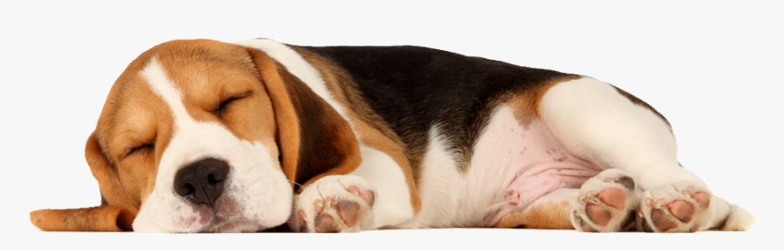 Dogs Lying Down, HD Png Download, Free Download