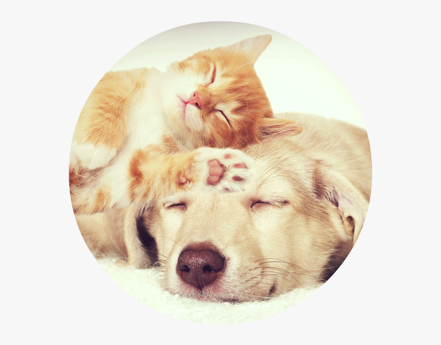 Can And Dog Sleeping Together, HD Png Download, Free Download