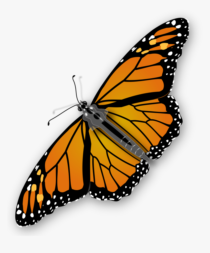 Download For Free Butterfly High Quality Png - Monarch Butterfly Transparent Background, Png Download, Free Download