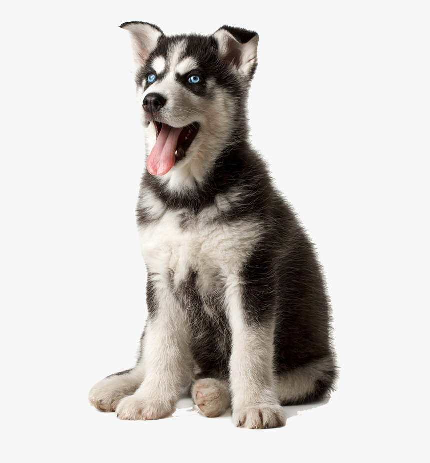 Husky Png Transparent Image - Husky Png, Png Download, Free Download