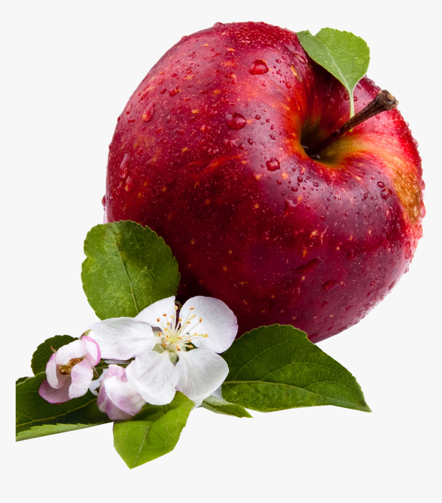 Apple png. Яблоня на белом фоне. Яблоко с веточкой. Яблоки красные. Яблоко на белом фоне.