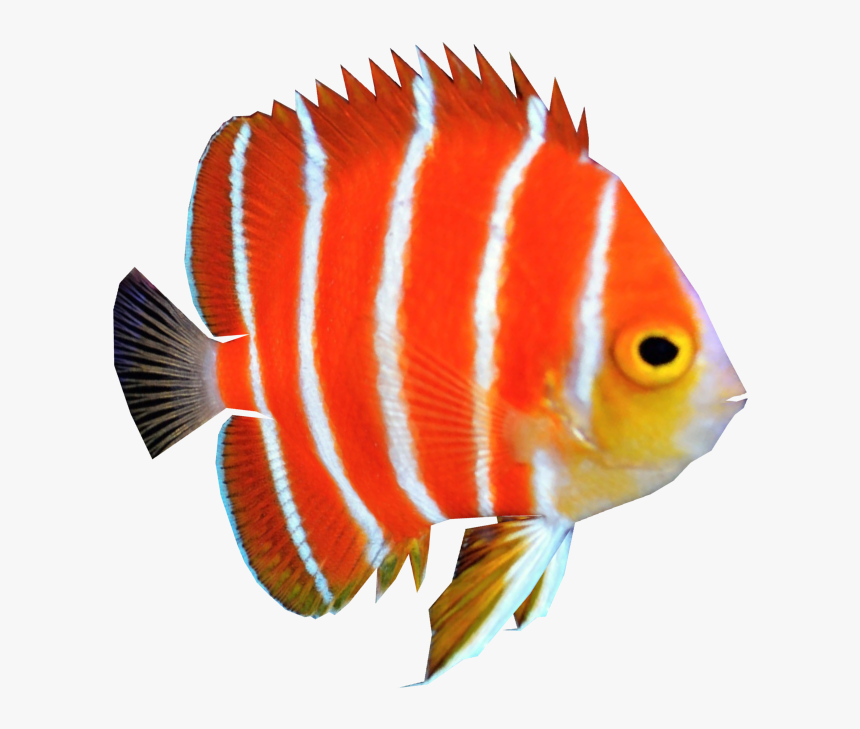 Fish Png Free Download - Aquarium Fish Png, Transparent Png - kindpng