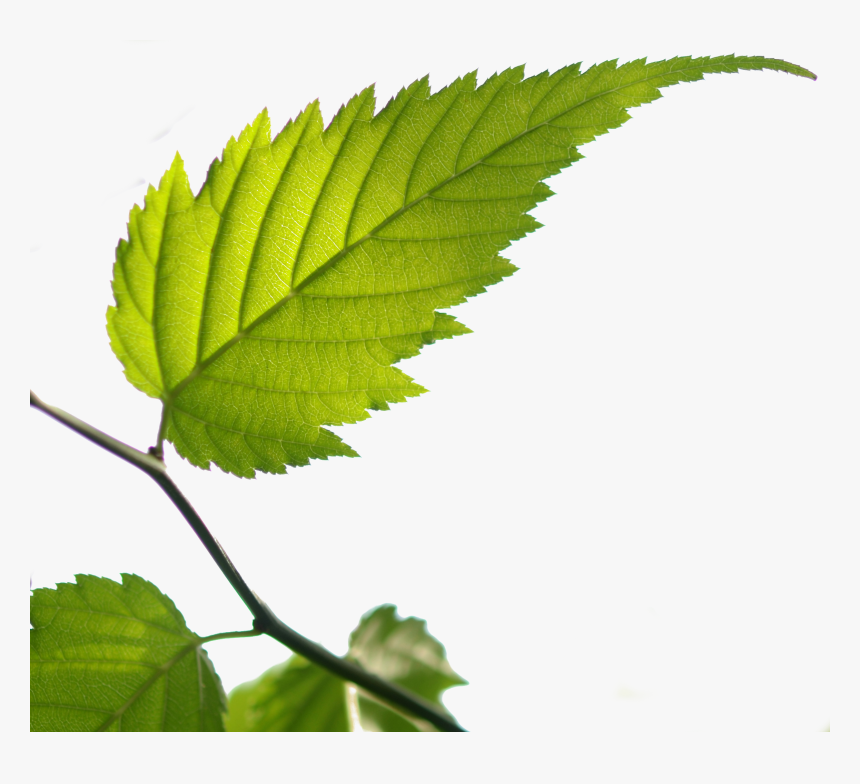 Bgtransp L Kerria Japonica Leaf - Kerria Japonica Blatt, HD Png Download, Free Download