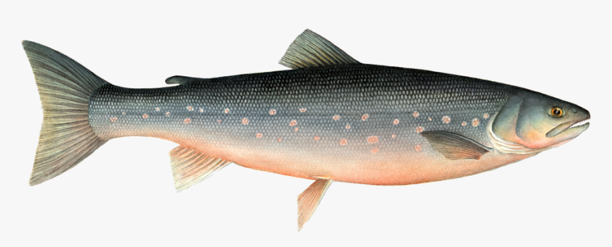 Dsc100355219 , Images Of Fish - Arctic Char Fish, HD Png Download, Free Download