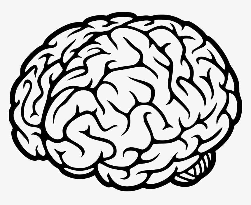 Brain Human Brain Png Transparent Png Kindpng