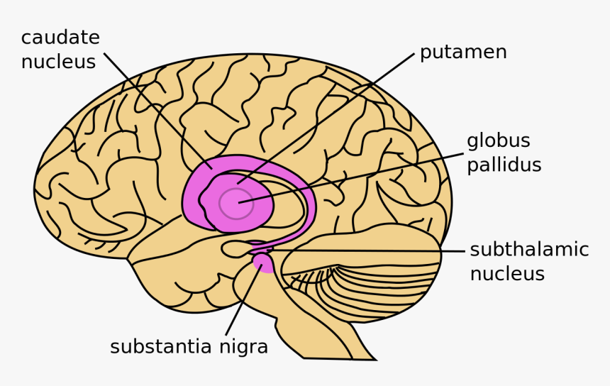 substantia nigra