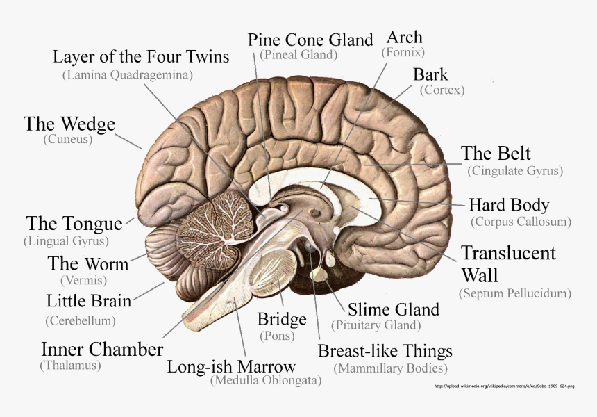 Brain Png Image - Brain Cut In Half Diagram, Transparent Png, Free Download