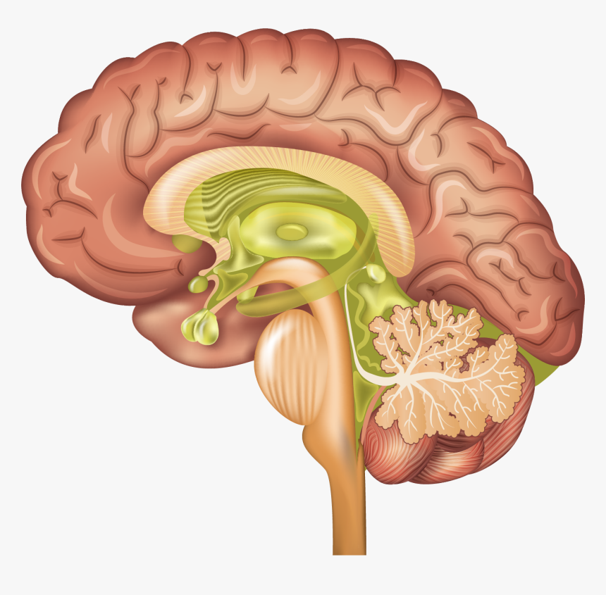 Ventromedial Frontal Cortex, HD Png Download, Free Download