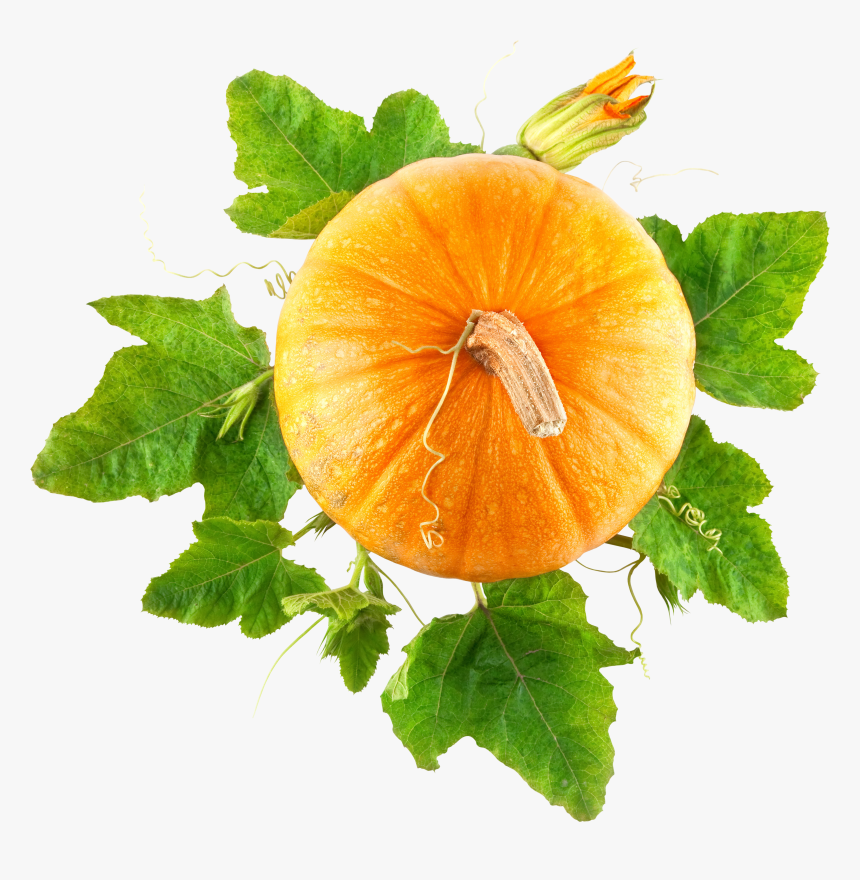 Download And Use Pumpkin Png Picture - Pumpkin Png, Transparent Png, Free Download