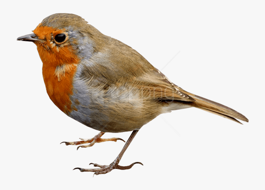 Single Bird Png Transparent Image - Robin Bird Png, Png Download, Free Download