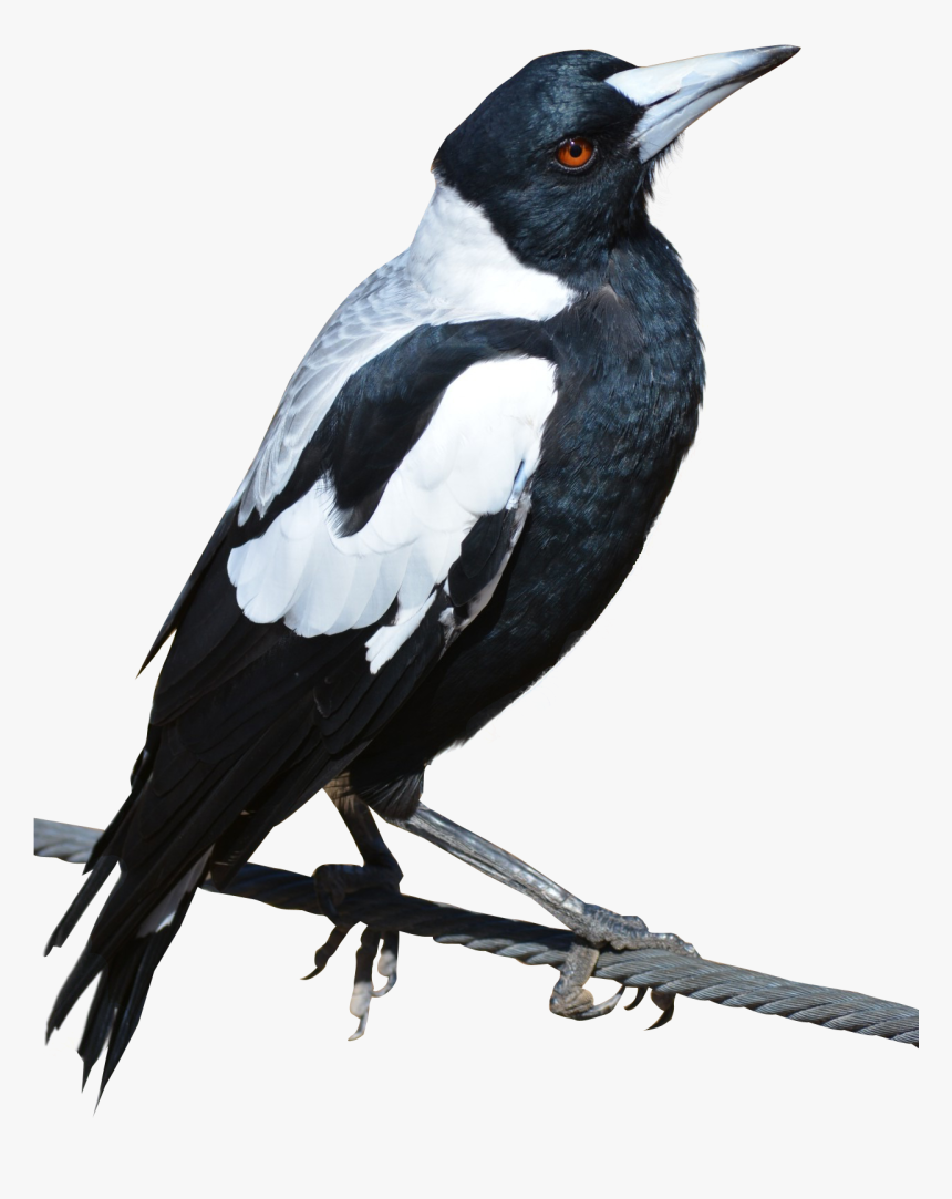 Magpie Png, Transparent Png, Free Download