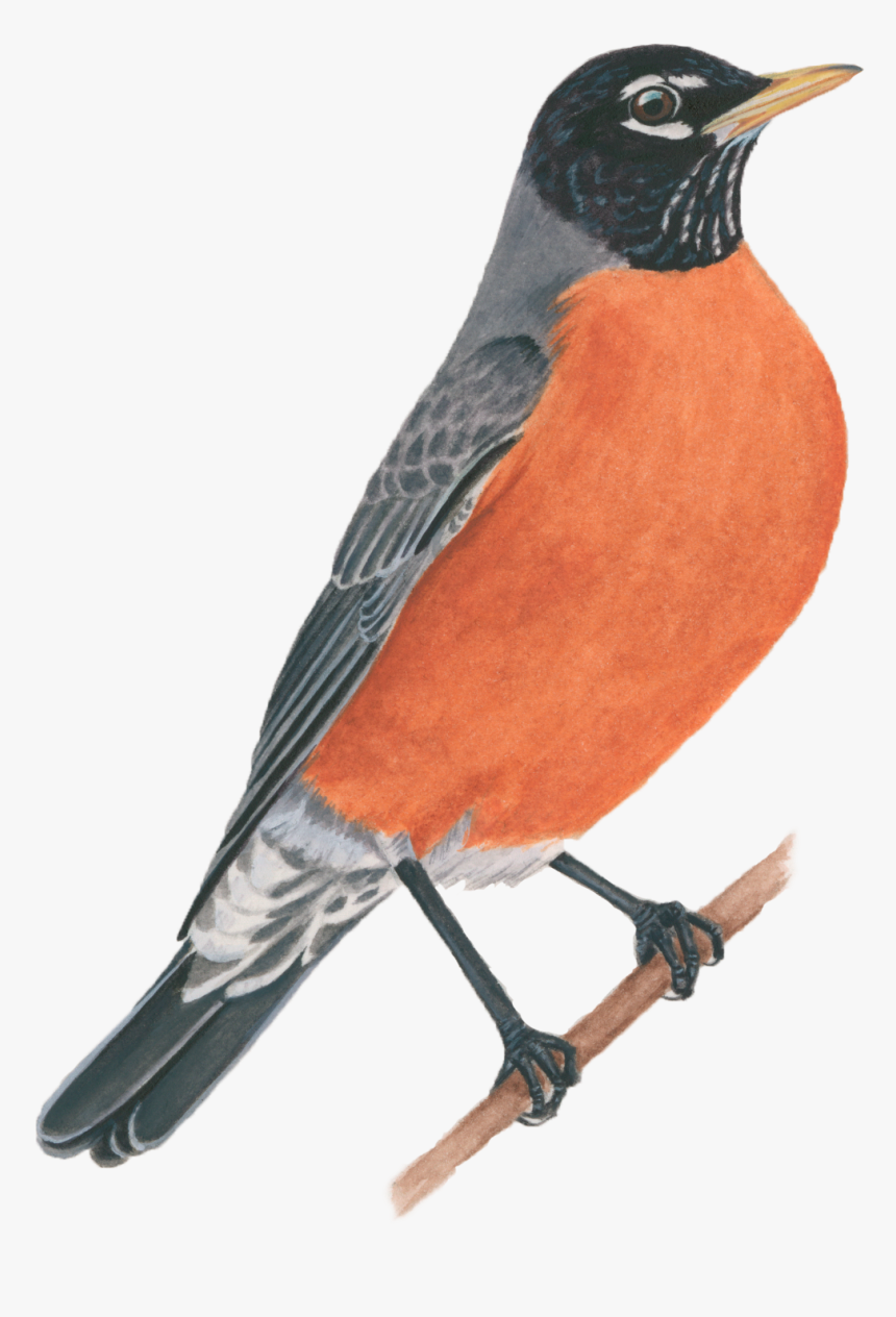 American Robin - American Robin Png, Transparent Png, Free Download