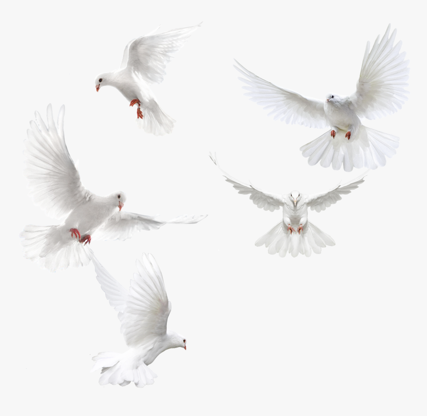 White Doves Png, Transparent Png, Free Download