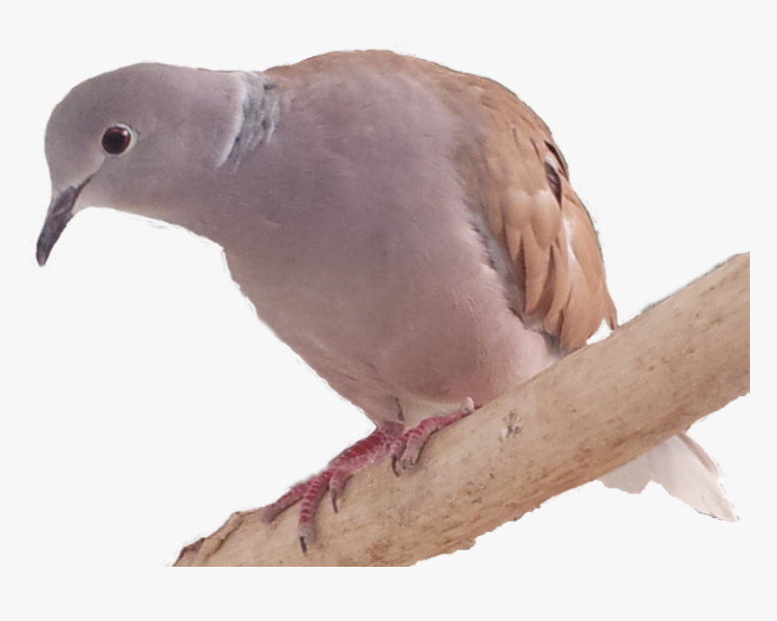 Stock Dove, HD Png Download, Free Download