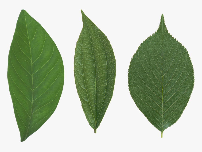 Green Leaf Png - Leaves In Papua New Guinea, Transparent Png, Free Download