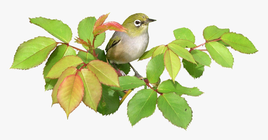 Bird And Leaves Transparent Png Image - Portable Network Graphics, Png Download, Free Download