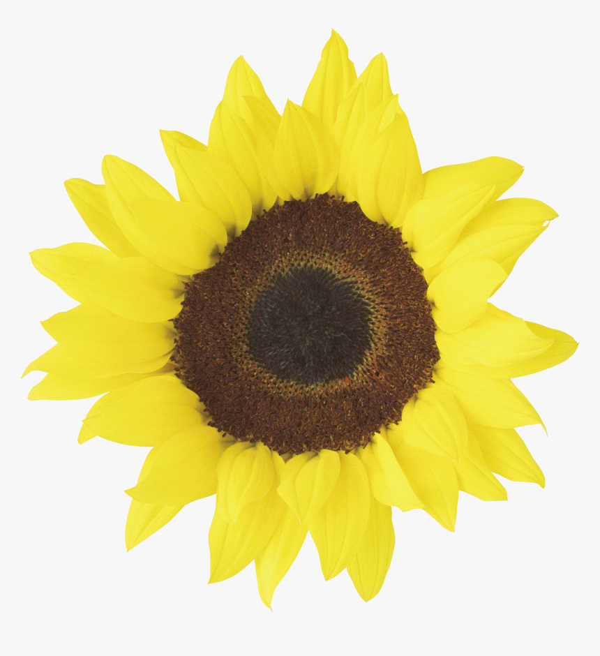 Sunflower Printable, HD Png Download, Free Download