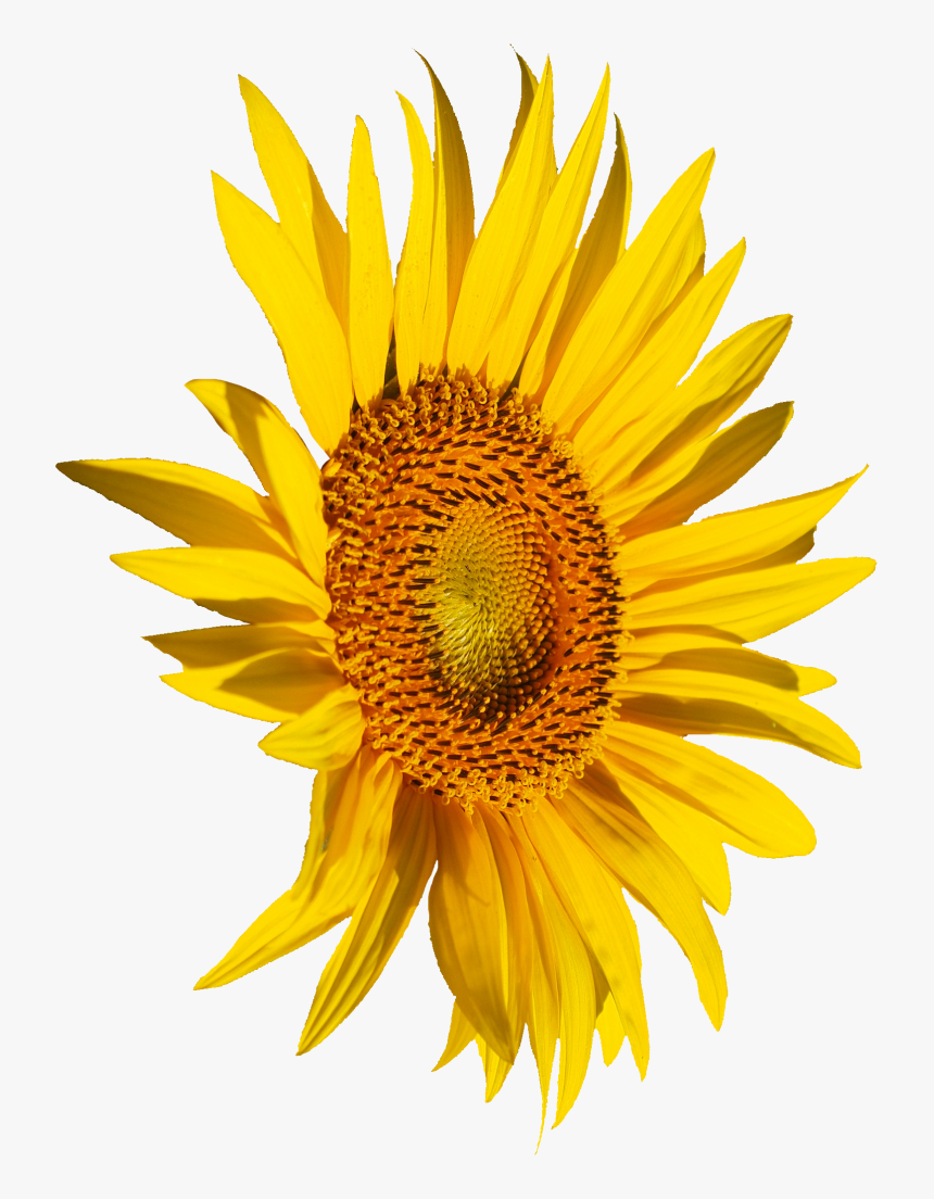 All Yellow Flower Png, Transparent Png, Free Download