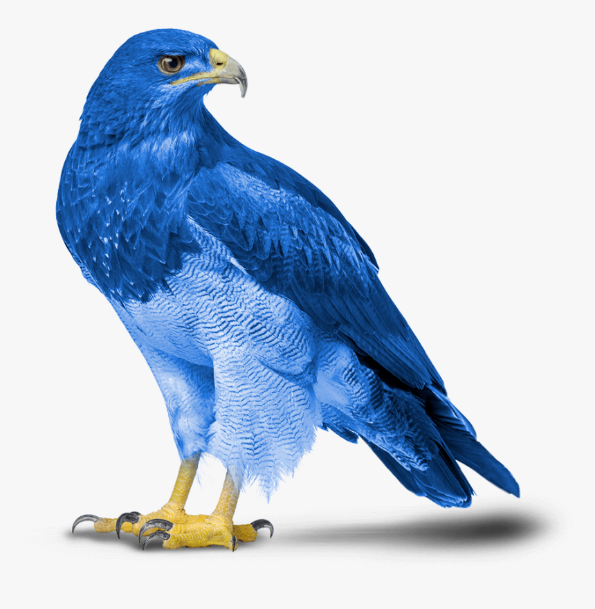 Eagle, HD Png Download, Free Download