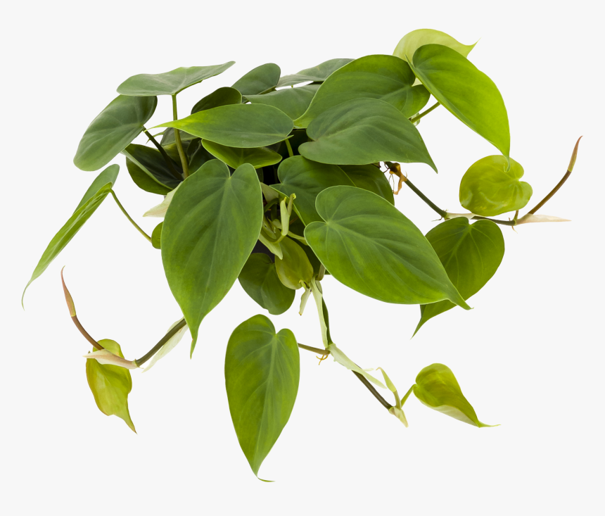 Philodendron Png, Transparent Png, Free Download