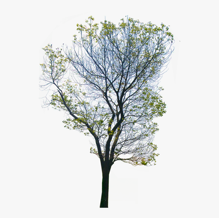 Png Background Photo - Transparent Background Tree Png, Png Download, Free Download