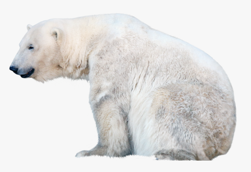 Polar Bear Png Free Pic - Polar Bear Transparent Background, Png Download, Free Download