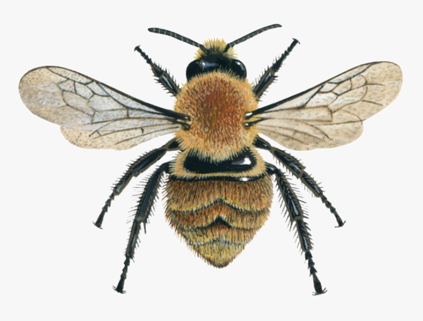 Bee Png Image File - Honey Bee Uk, Transparent Png, Free Download