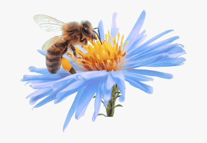 Bee, Get Relief Enjoy Life Kern Allergy Medical Center - Bee With A Flower Png, Transparent Png, Free Download