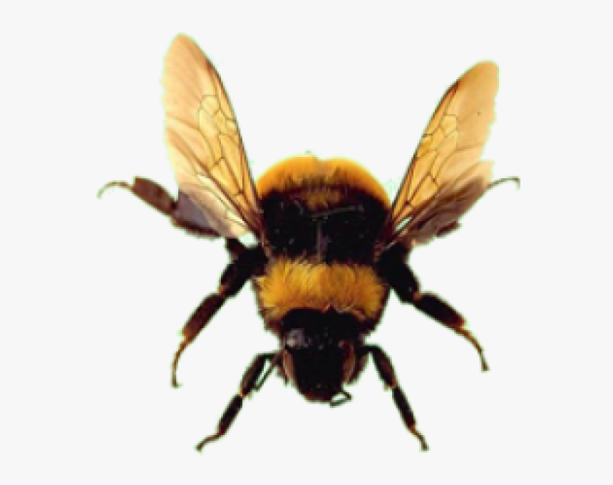 Bee Png Free Download - Bee With No Background, Transparent Png, Free Download