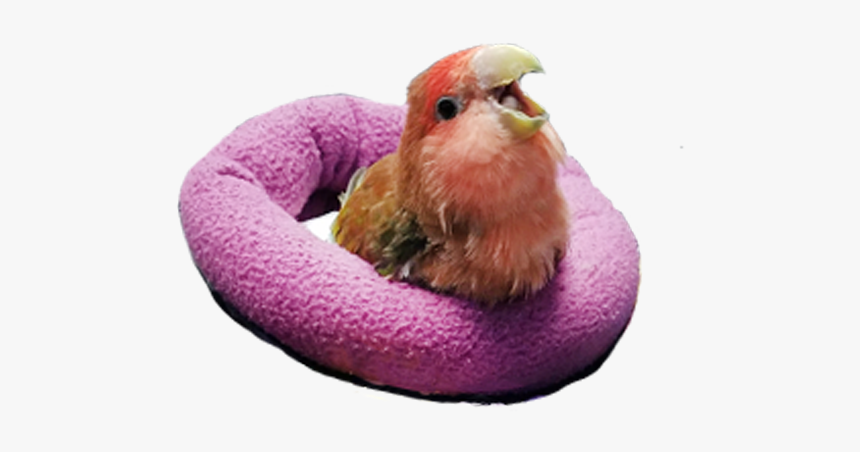 Parrot, HD Png Download, Free Download