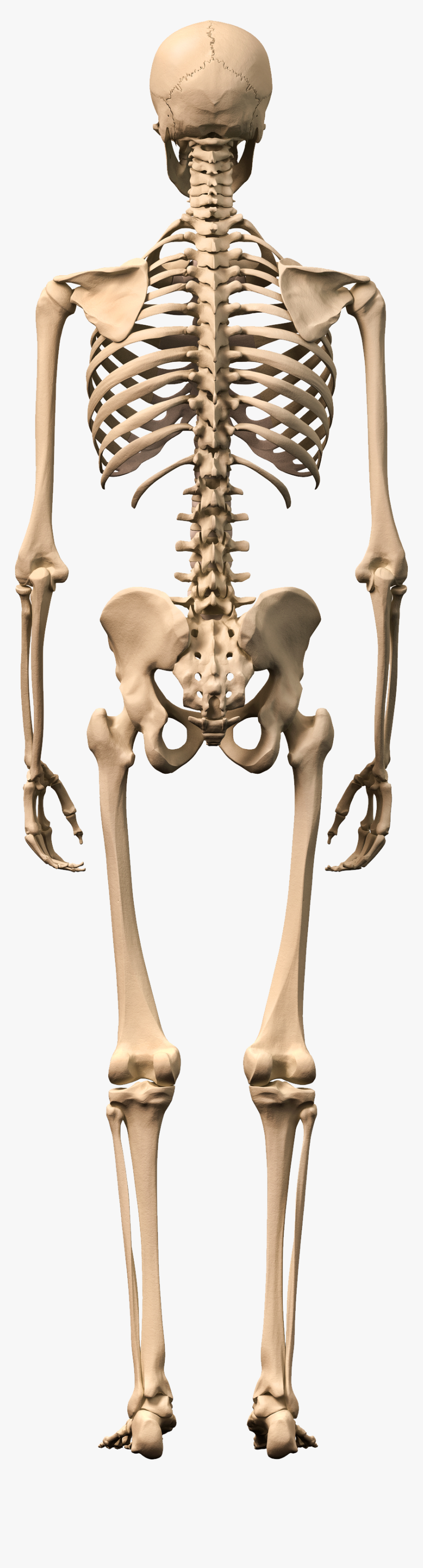 Skeleton Png Download Png Image With Transparent Background - Skeleton Png, Png Download, Free Download