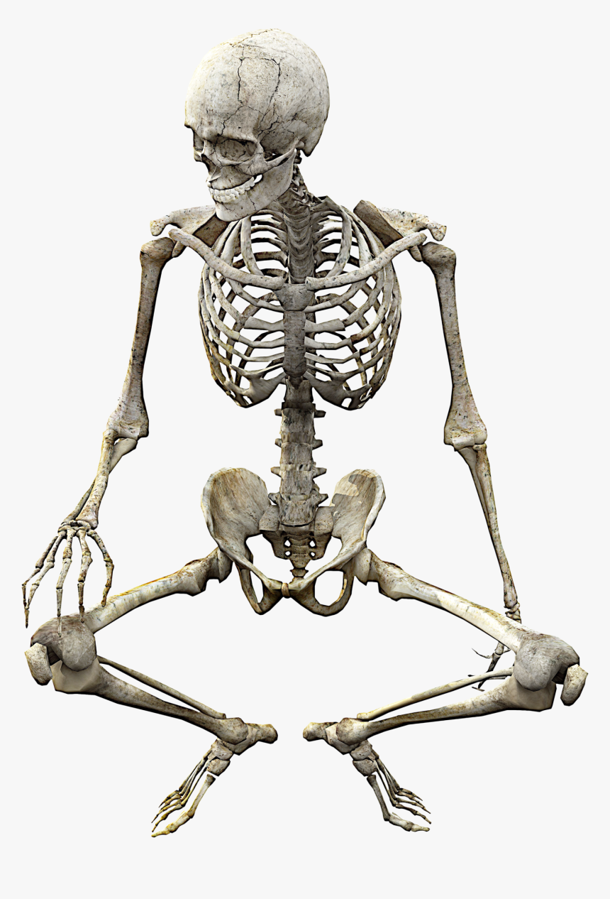 Human Skeleton Skull Anatomy Bone - Skeleton Body Png, Transparent Png -  kindpng